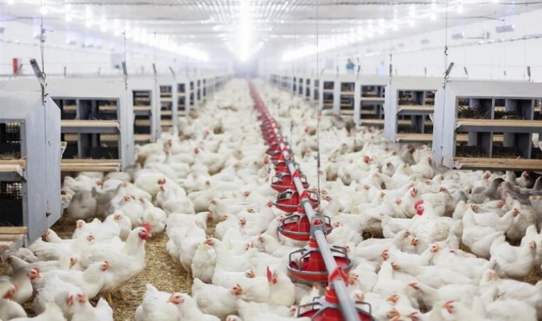 Tavuk eti üretimi yıllık yüzde 12,1 arttı