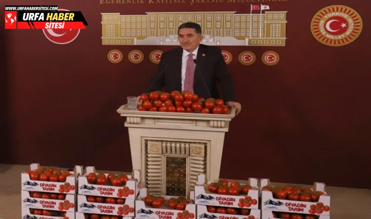 Ağrı’da 1925 rakımlı domates üretimi Antalya’ya rakip!